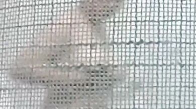 馬來西亞 青少年 偷窺狂