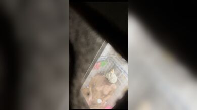 Em gái của bạn hàng xóm đang tắm 2