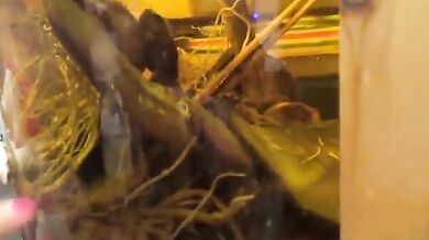 華裔美女在男友家瘋狂做愛