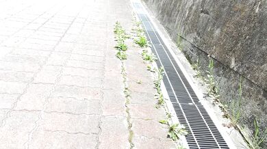 Gentle and Lovely Beauty