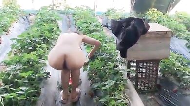 調教母狗露出採草莓